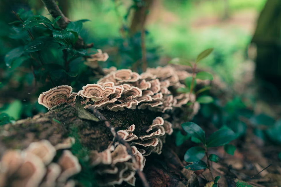 What Makes Turkey Tail One of the Most Studied Functional Mushroom Ingredients